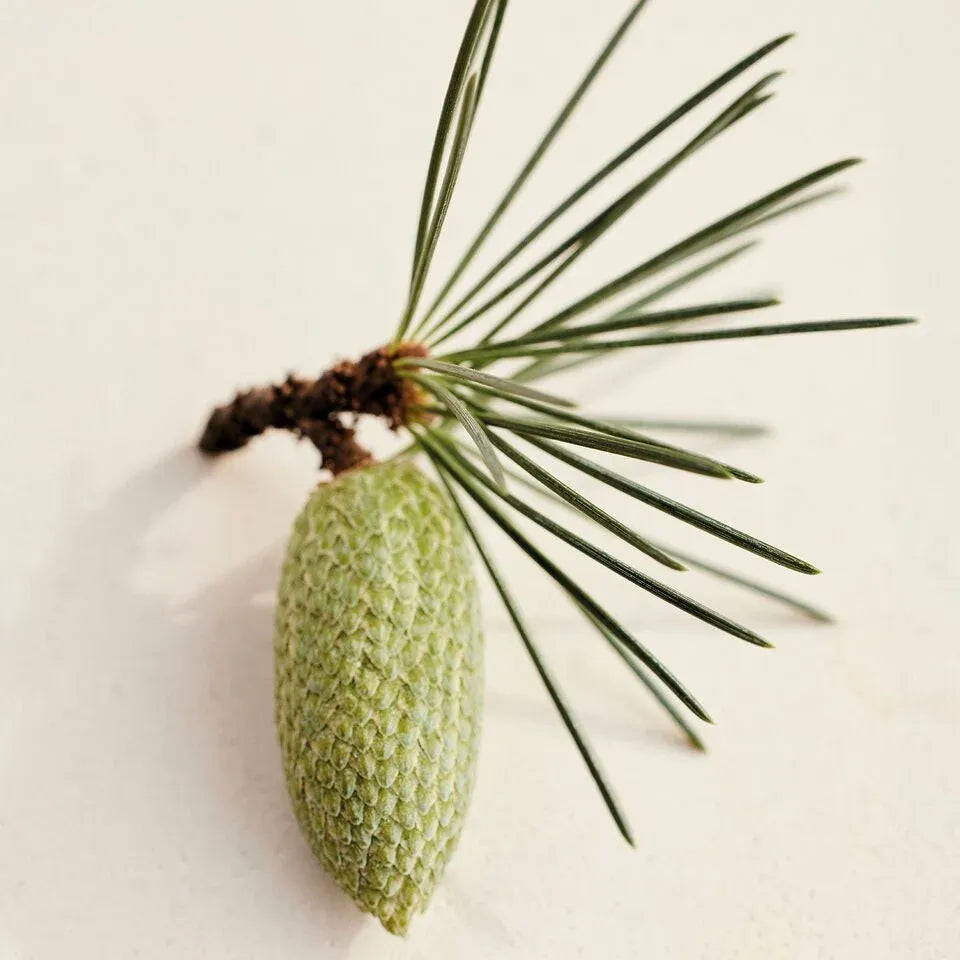 Chloe Atelier Des Fleurs Cedrus Eau De Parfum Spray 50ml