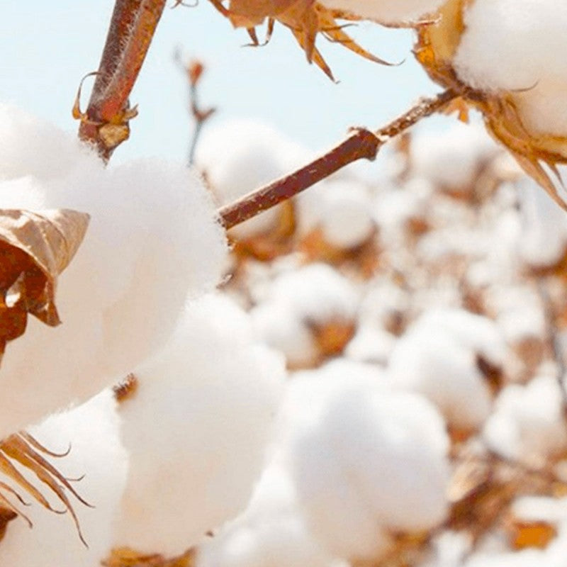 The Ginza Superior Cotton P 120pcs