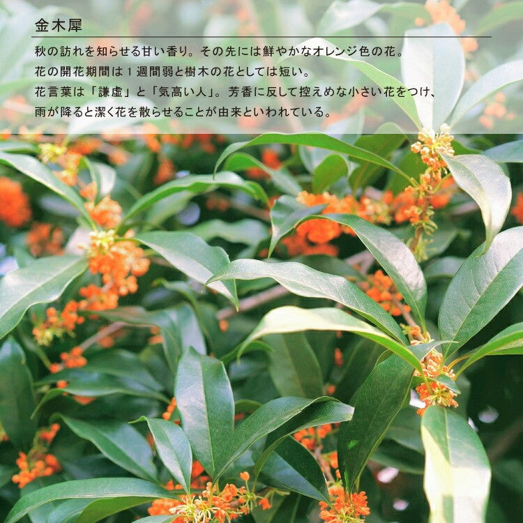 Honyaradoh Golden Rhinoceros Osmanthus Hand Soap 330ml