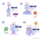Eve A Pain Relieve Tablets 24pcs