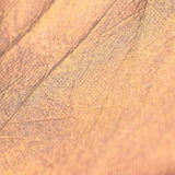 Flower Knows Midsummer Fairytales Liquid Highlighter #VA03 Pixie Dream